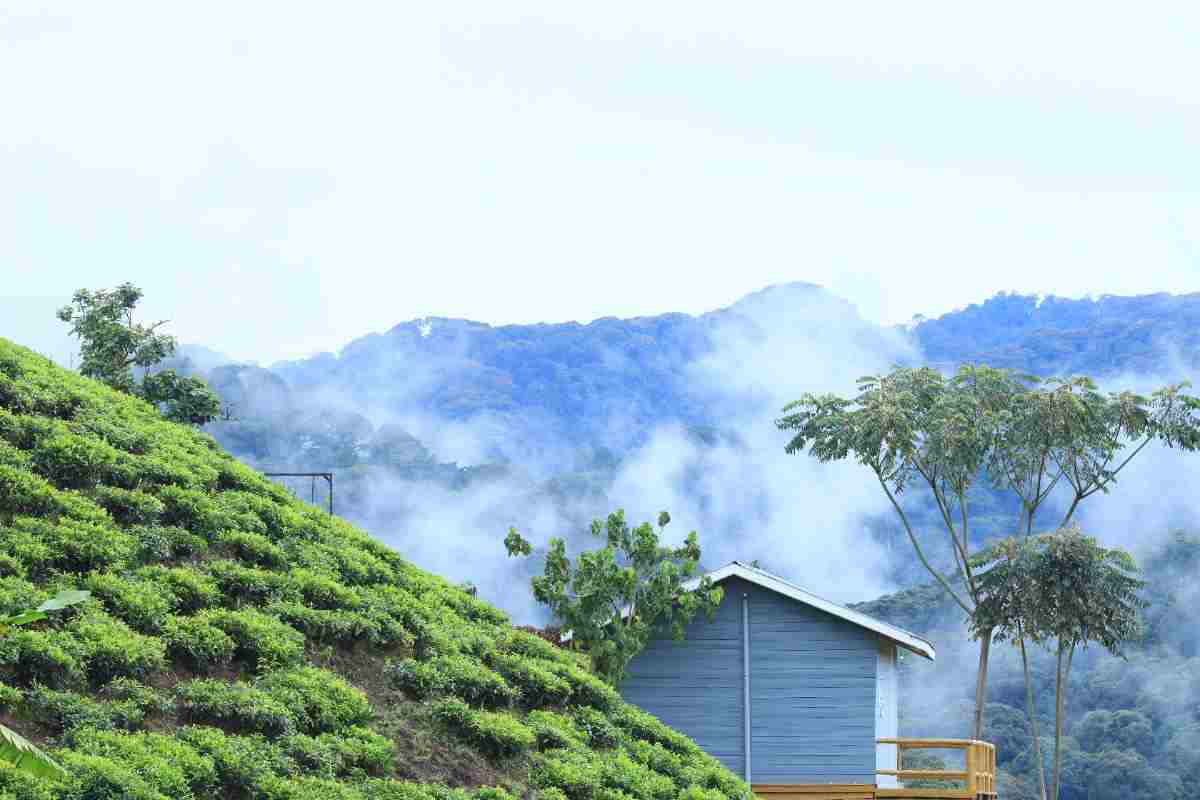 Bwindi forest landscape near Mukiza Gorilla Lodge