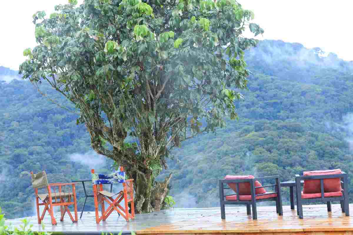 Forest overview at Mukiza Gorilla Lodge