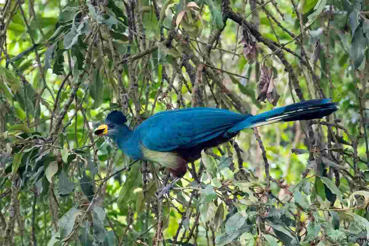 Turaco bird during a Uganda birdwatching safari