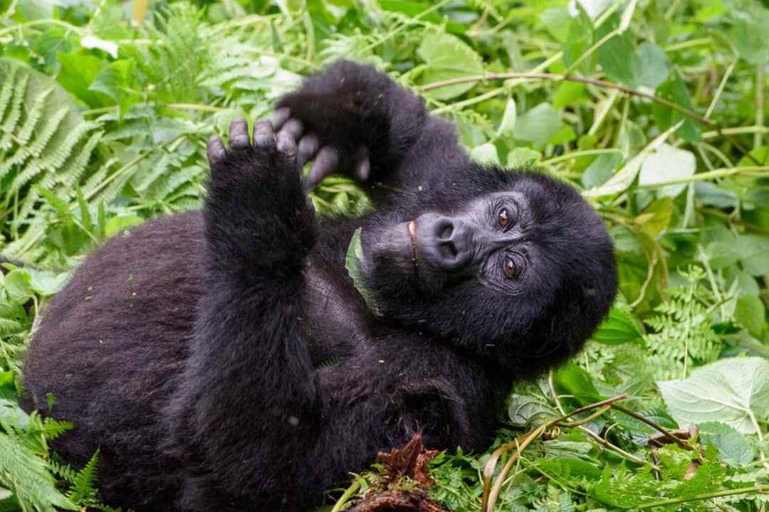 Mountain gorilla experience in Bwindi