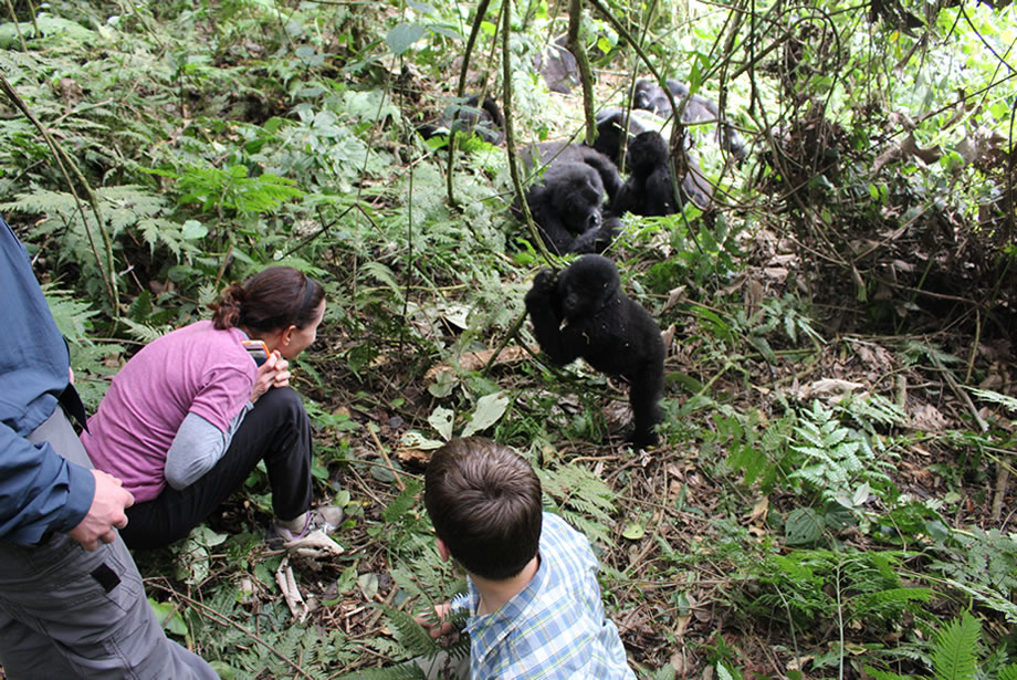 Gorilla trekking adventure in Bwindi Impenetrable National Park