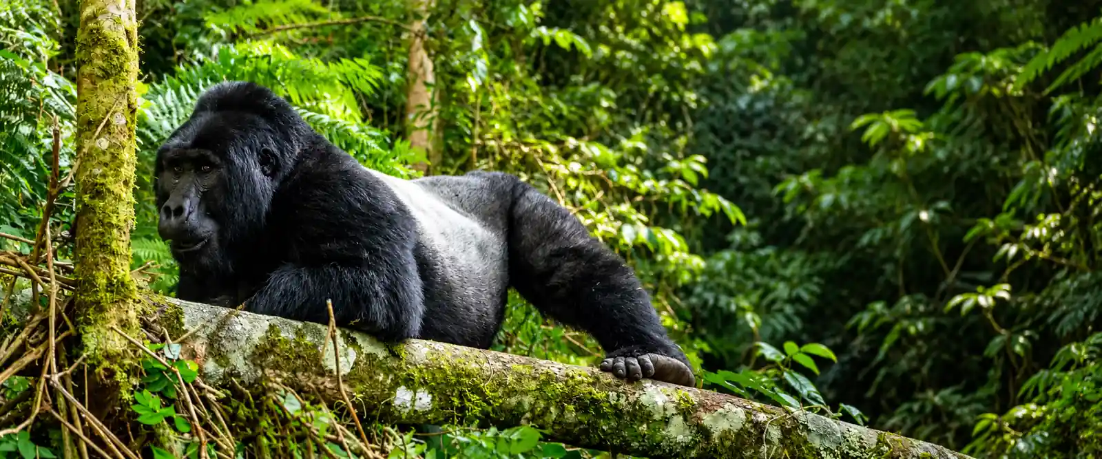 Double-room accommodation at Mukiza Gorilla Lodge
